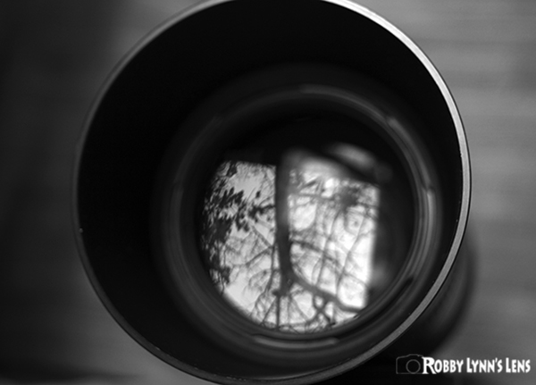 Image of trees reflecting in a lens